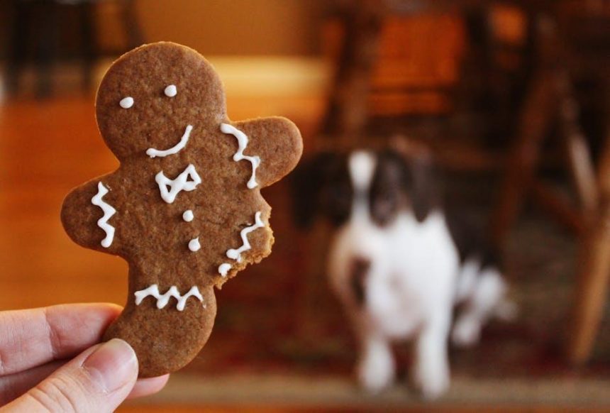 Homemade Pet Treats and Accessories