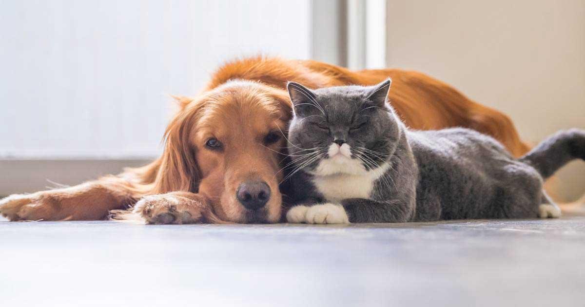 Revolutionizing Pet Care: Innovations for Happier Furry Friends