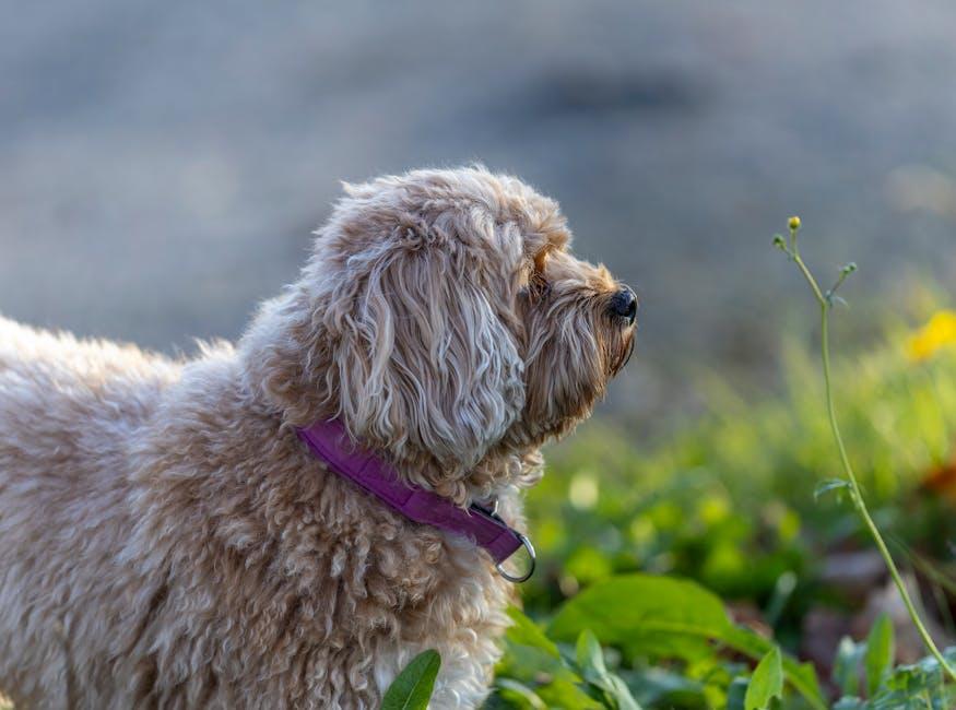 Incorporating Walks into Your Daily Routine for Optimal Health