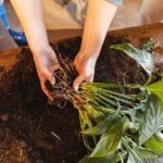 Eco-Friendly Habits for Everyday Living