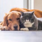 Revolutionizing Pet Care: Innovations for Happier Furry Friends